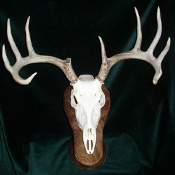 European Deer Skull Mounts